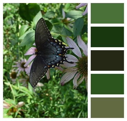 Hybrid Hybrid Black Swallowtail Butterfly Butterfly Image